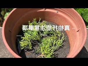 門前種 真 柏